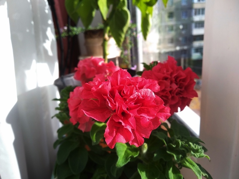 Жизнерадостные соцветия