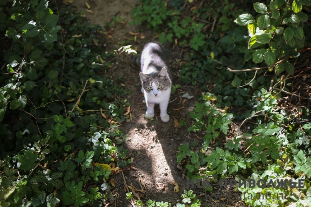    Пушистые ангелы-хранители: МЧС Мордовии поделилось историями питомцев-спасителей