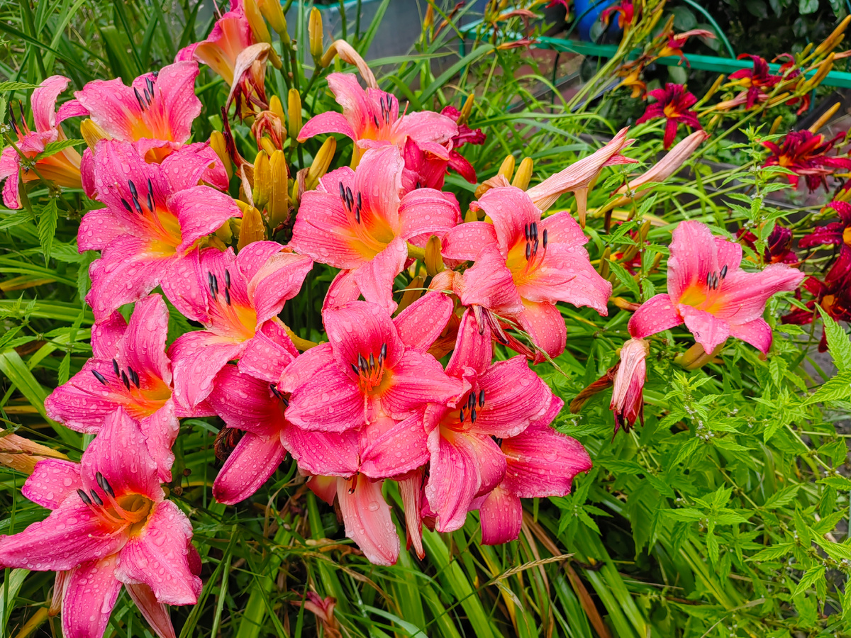 Добавлю ярких летних красок в серые осенние будни! 