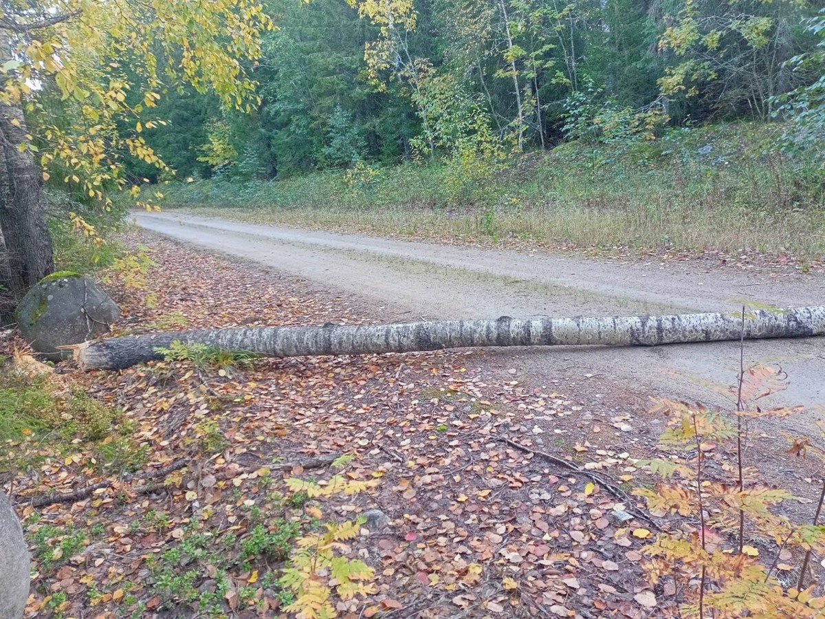    Поваленные бобрами деревья. Фото: Игорь Павлов
