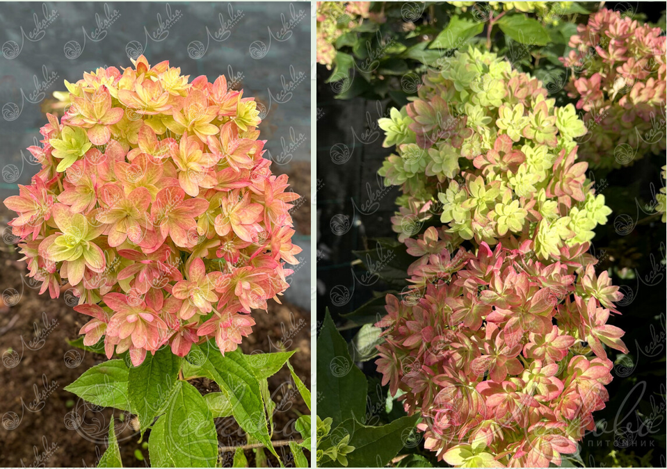 leskovo-pitomnik.ru/kustarniki/gortenzija_2478.html/nid/9421