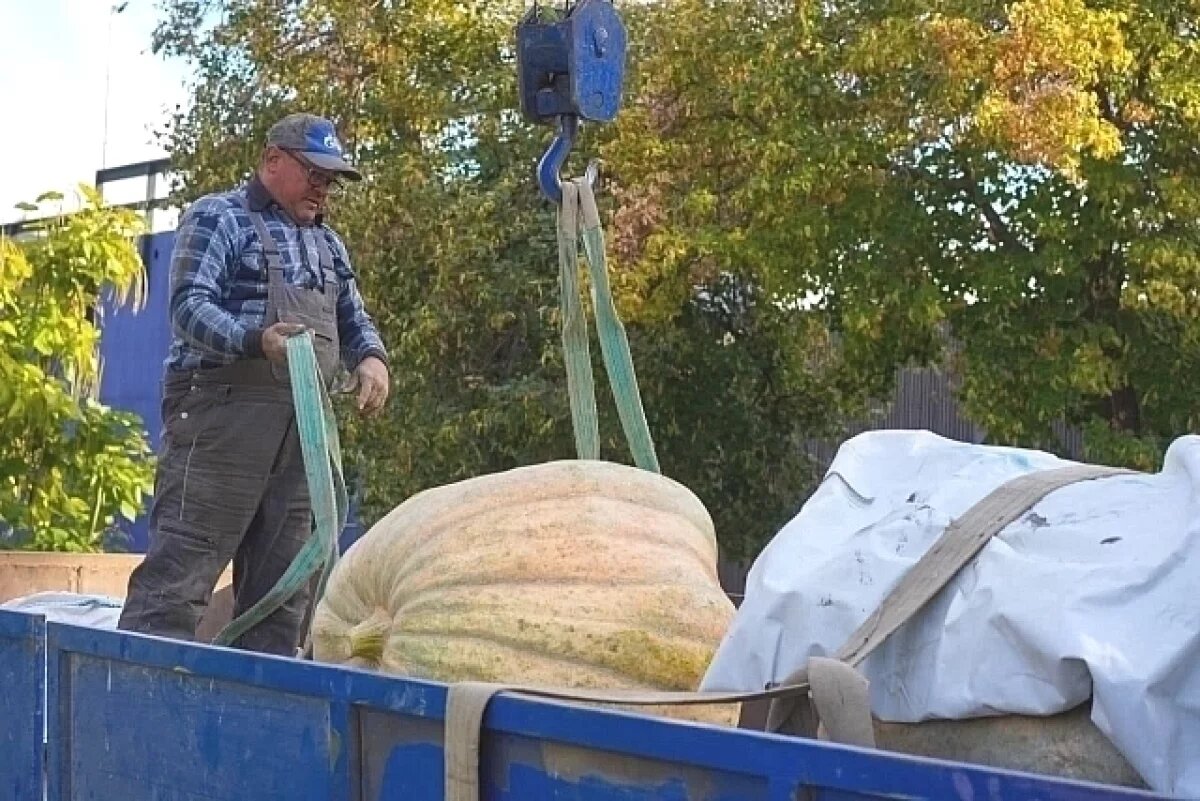    Среднеахтубинский фермер привез 300-килограммовую тыкву в центр Волгограда