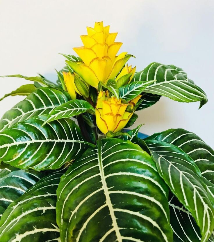 Афеландра. Источник фото Pinterest