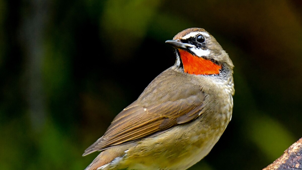 Фото с сайта: https://wallpaperscraft.com/download/nightingale_bird_feathers_172505/1920x1080