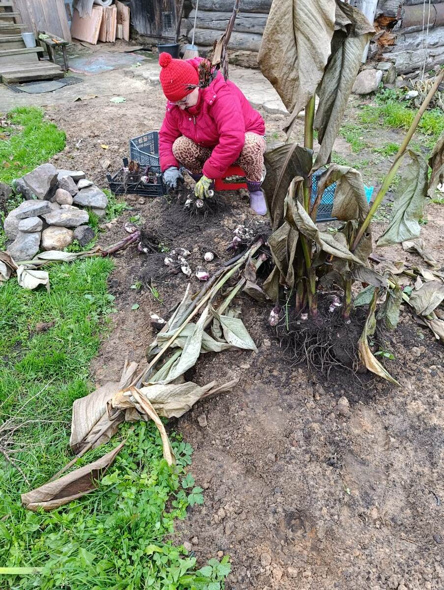 Алёна разбирает клубни канны