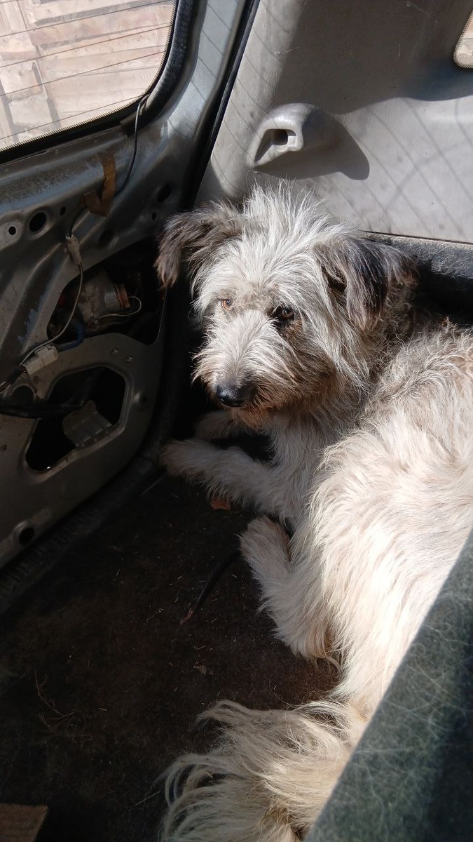 Пушистик из отлова едет в свою новую жизнь, теперь у него есть шанс обрести дом и любящих хозяев