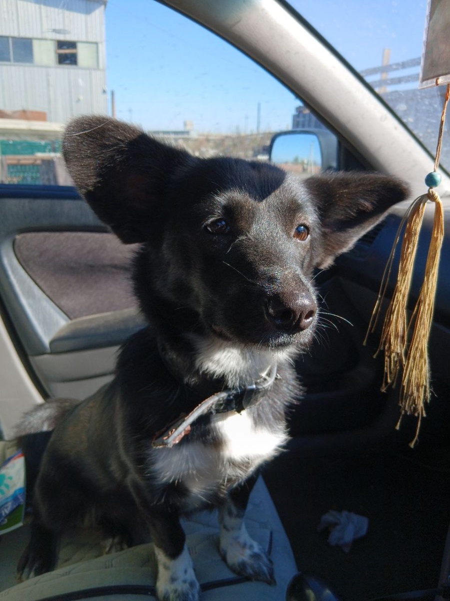 Одна из счастливых собак, спасенных их отлова