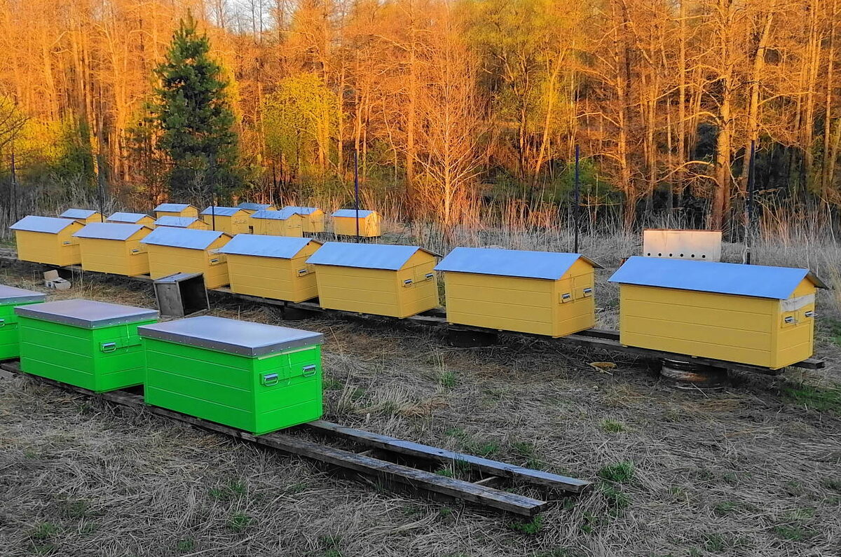 20 ульев-лежаков Якимова дадут вам максимальный доход Самозанятого