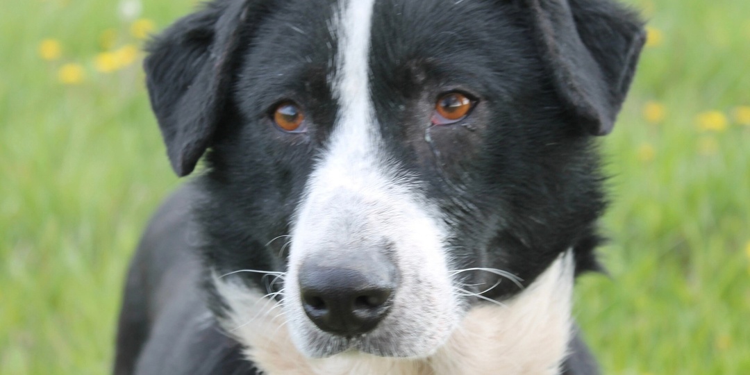 Собака не может есть ничего кроме мяса, помогите его купить! Пожалуйста...