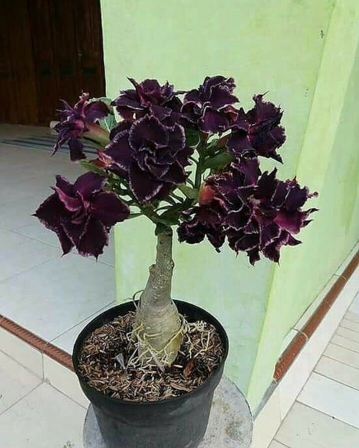  Адениум цветущий, Фото взято с Pinterest