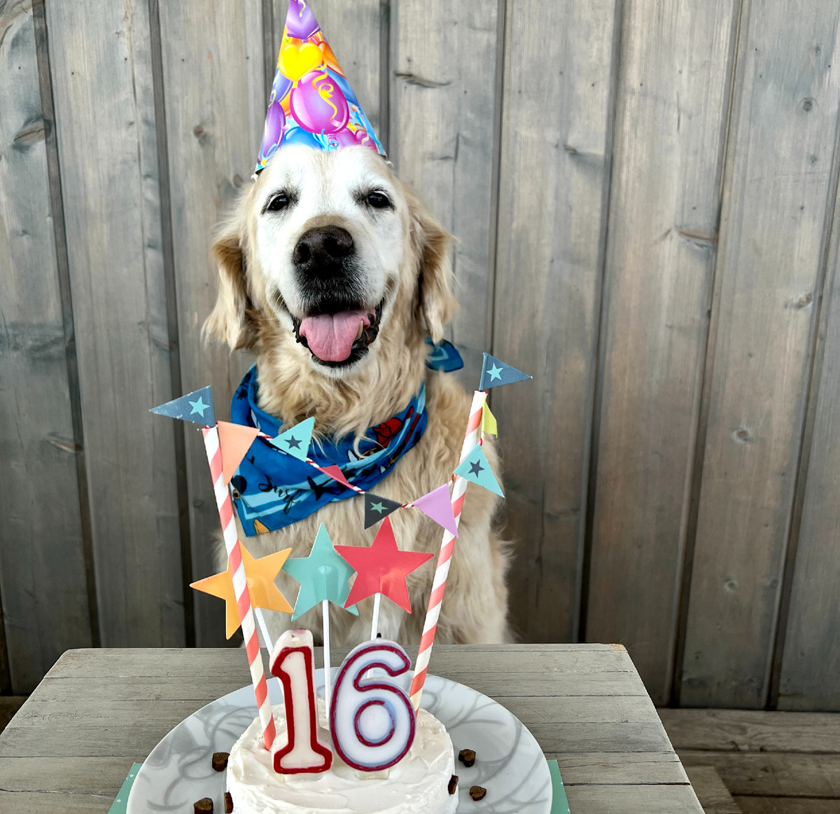 Это Мегги - моя самая первая и самая улыбчивая собака на свете