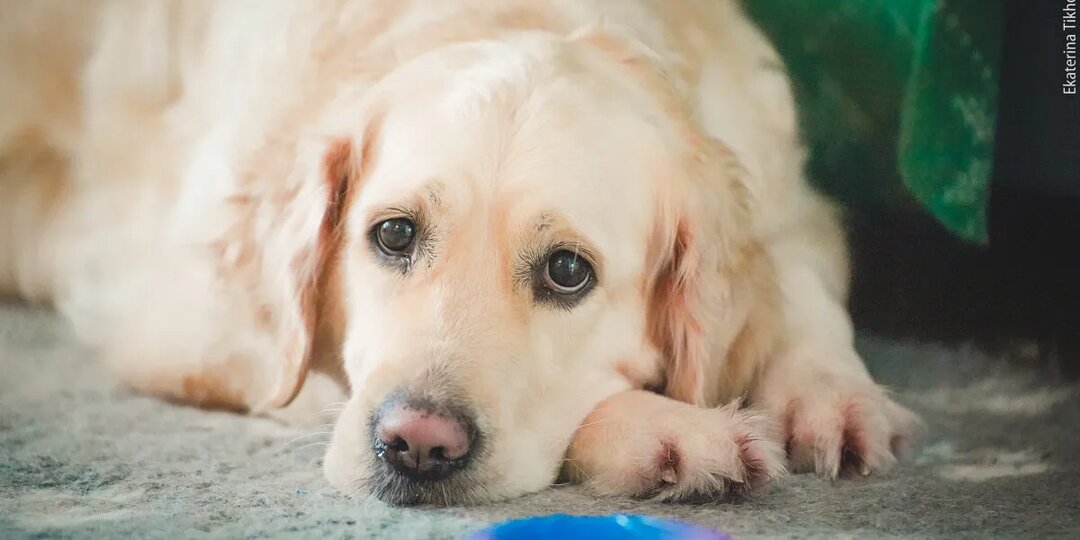 Она ждала у двери весь день: что чувствует собака, когда вы уходите