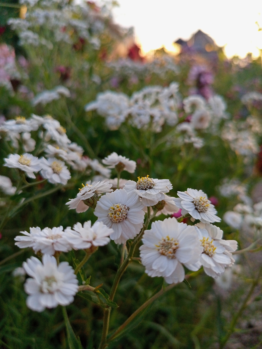 Тысячелистник Птармика 