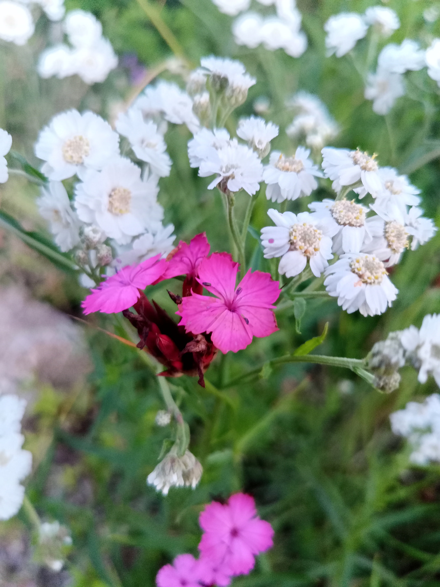 Ахиллея и гвоздика кортузианская 