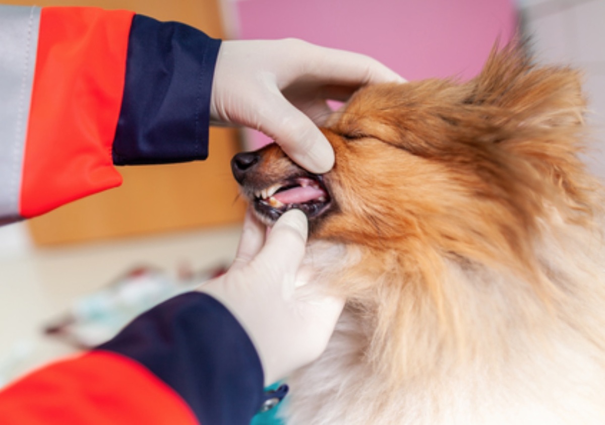 занимается диагностикой, лечением и профилактикой заболеваний зубов, десен и ротовой полости у животных
