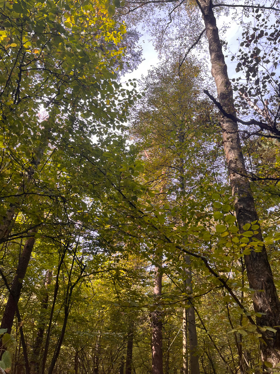 Лес- антистресс 