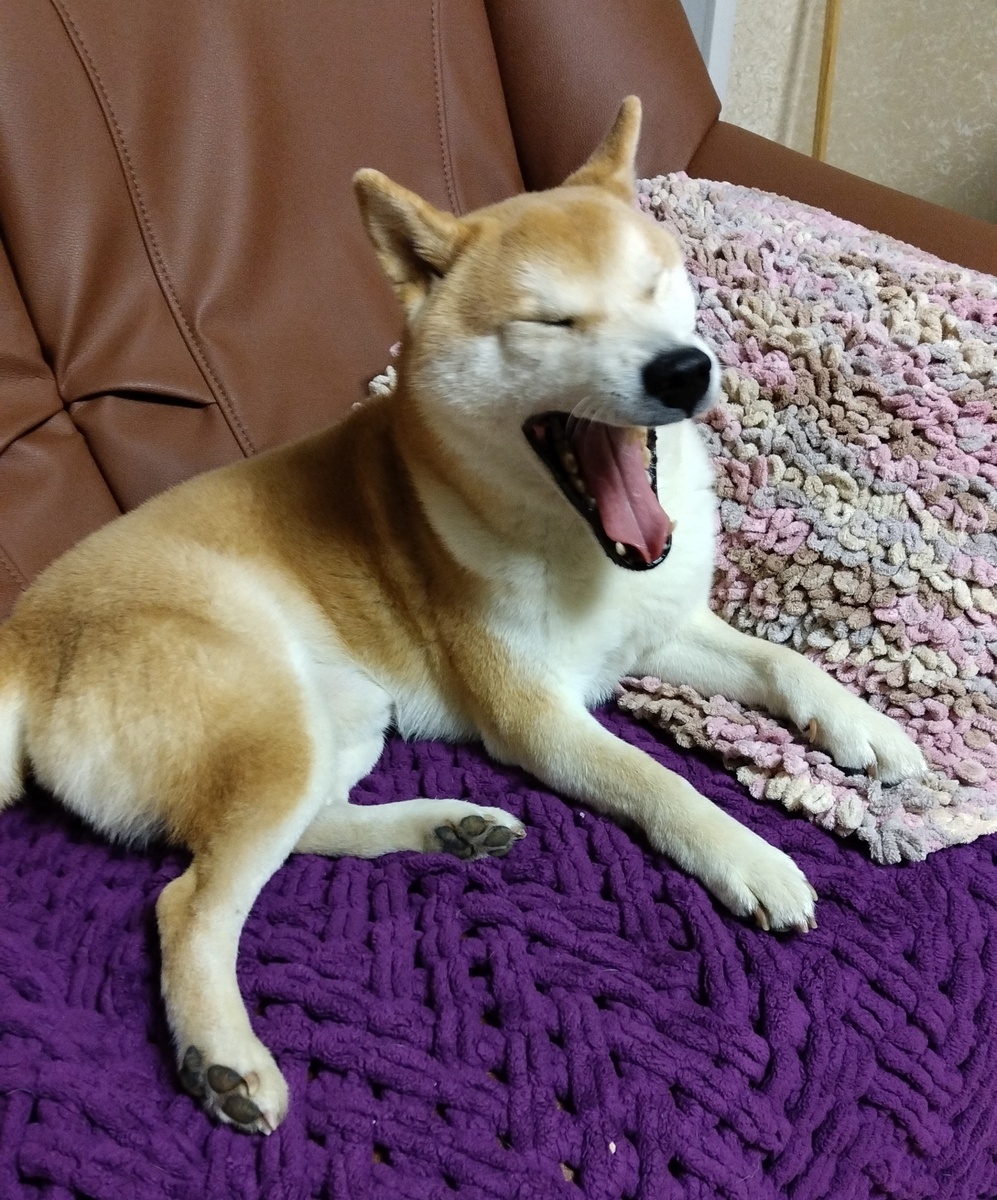 -Ох, уж эти девчонки! Переживают они! (Фото Наташи Р.)