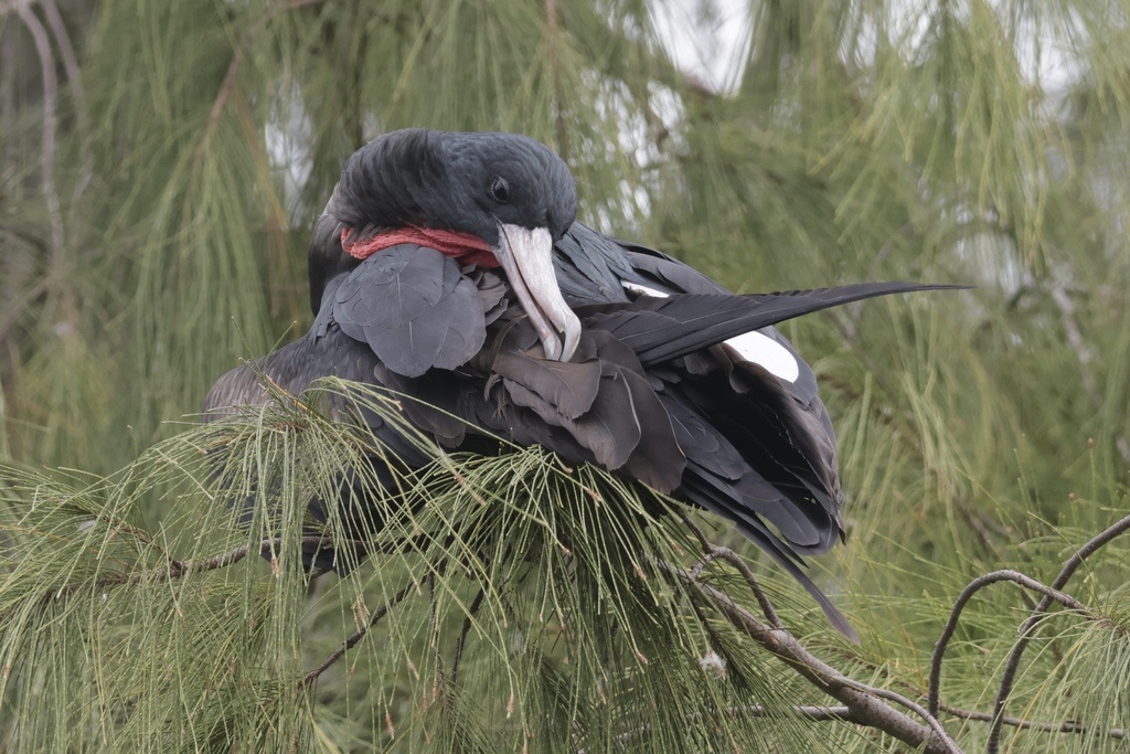 Большой фрегат, атолл Мидуэй, фото kyanocitta