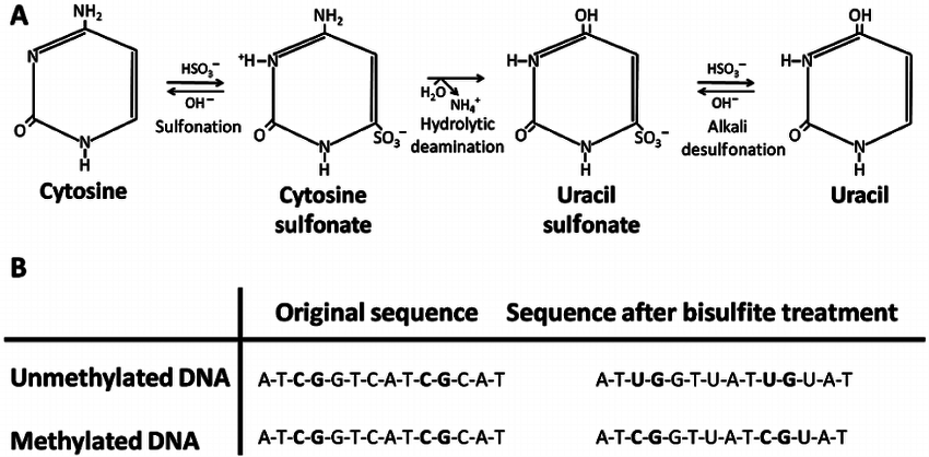 Источник: статья PCR-Based Methods for Detecting Single-Locus DNA Methylation Biomarkers in Cancer Diagnostics, Prognostics, and Response to Treatment https://doi.org/10.1373/clinchem.2008.121962 На схеме показано, что добавление бисульфита натрия к ДНК с неметилированными цитозинами превращает последних в урацил, а метилированные цитозины в ДНК остаются неизменными
