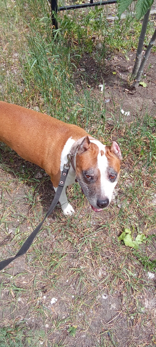 Амстафф Трейси тут ей почти 11 лет.