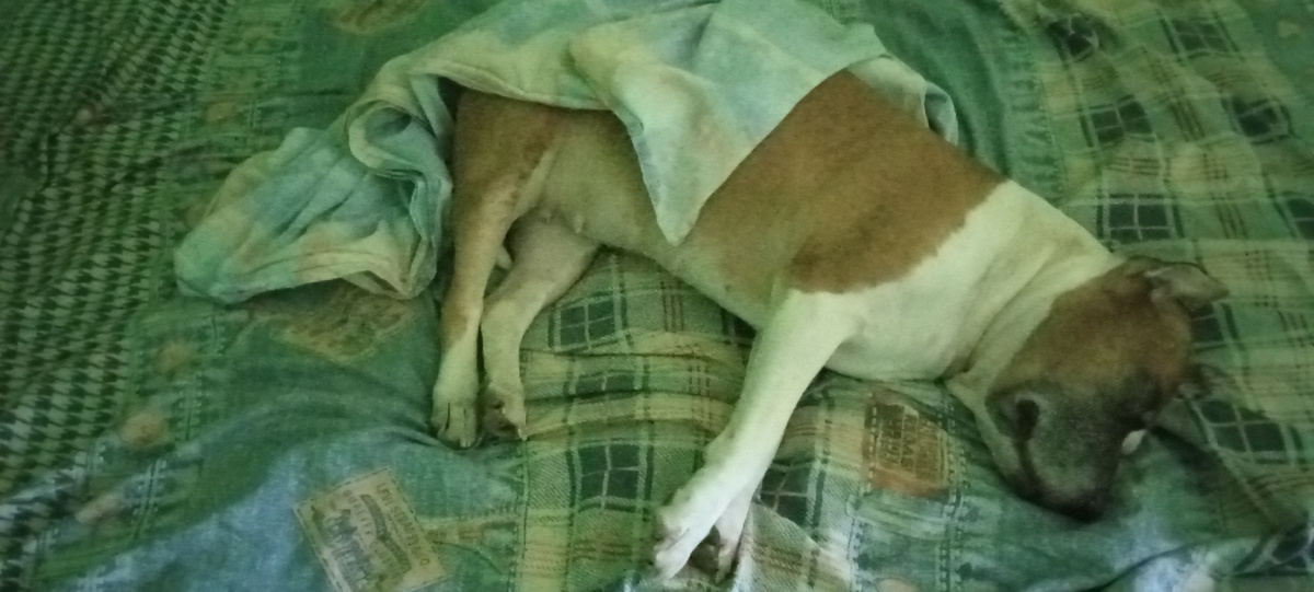 Амстафф Трейси спит.