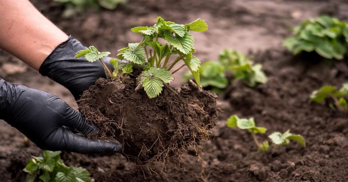 Осенняя посадка клубники: секреты богатого урожая на следующий год