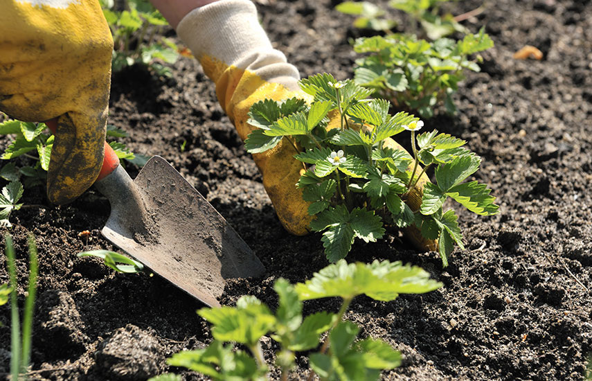 Осенняя посадка клубники: секреты богатого урожая на следующий год