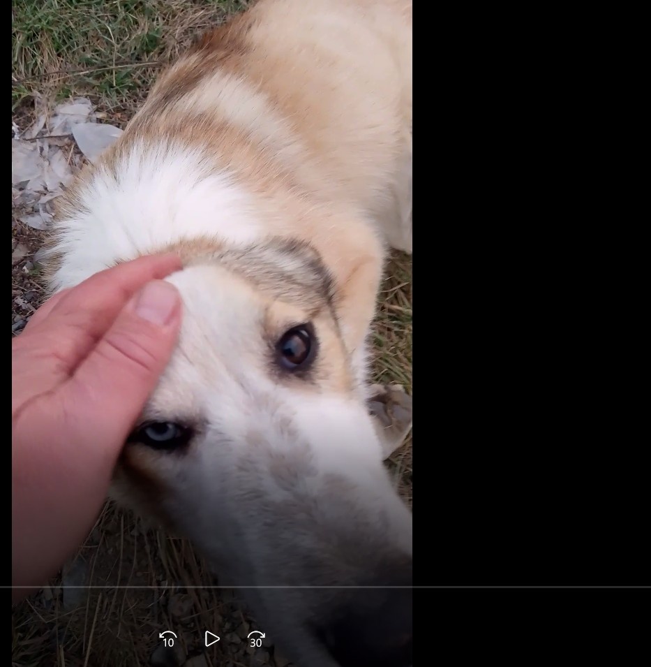 СОБАКА, ПОТЕРЕЛАСЬ, ТАЙГА, РЕКА КУР. СОБАКАПОТЕРЯЛАСЬ НА РЕКЕ КУР