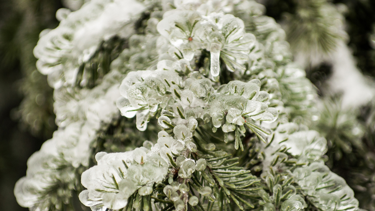     Фото: Julia Jetta/Shutterstock/FOTODOM Толщина слоя льда может достигать нескольких сантиметров