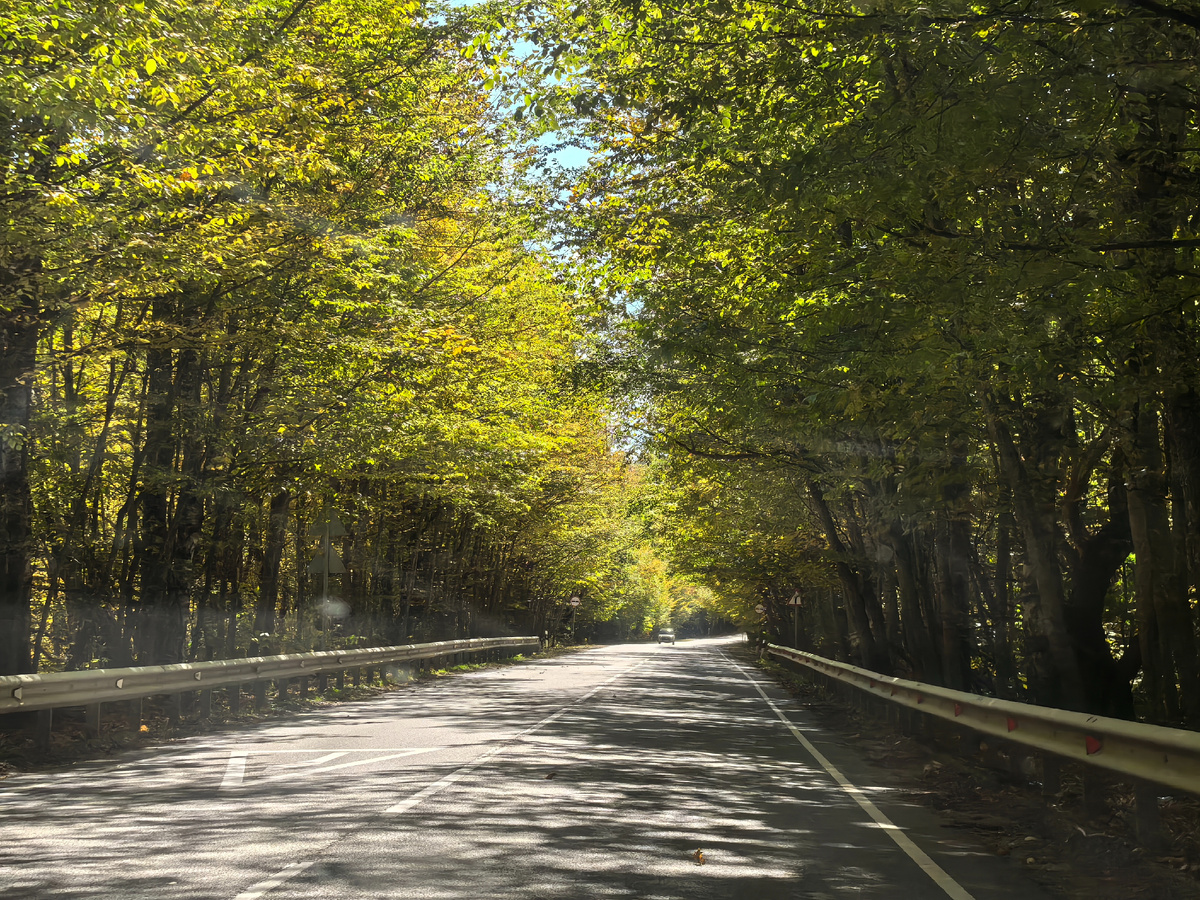 Деревья почти смыкаются над дорогой