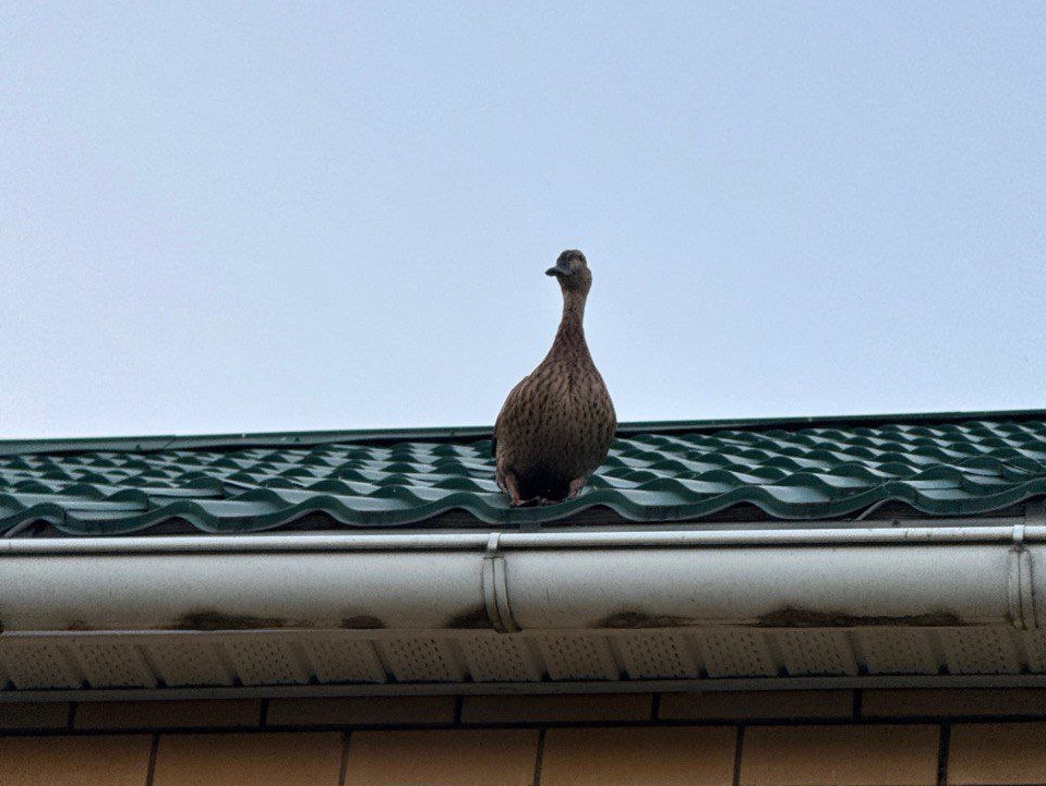    Птица, вероятнее всего, временно отстала от стаи или решила сделать короткую остановку во время перелета