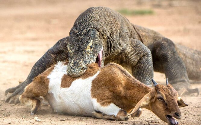 Комодонский варан