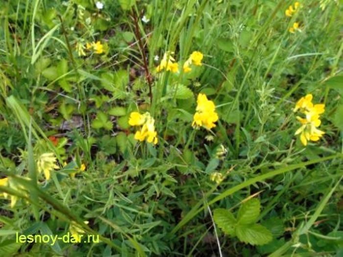 Чина луговая (фото с блога "Лесная кладовая")