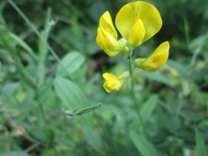 Цветки чины луговой (фото из архива автора)