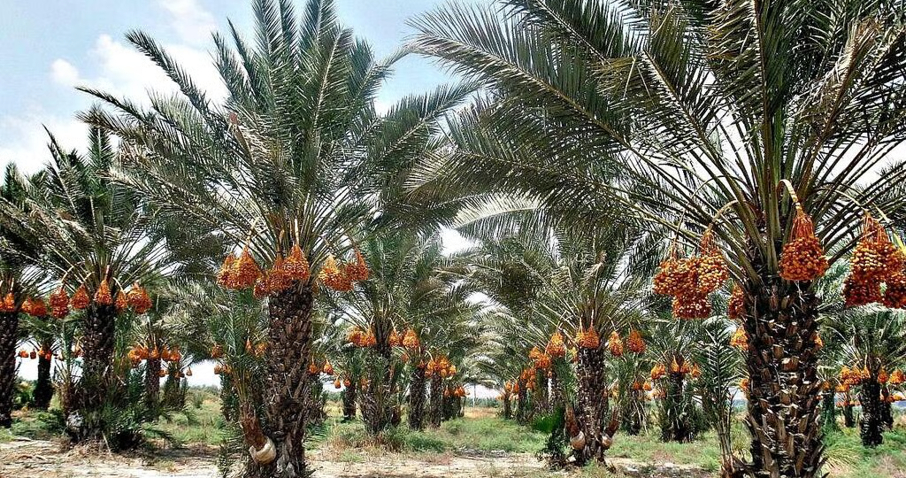 Как выглядят финиковые плантации Ирака и что выращивают под ними