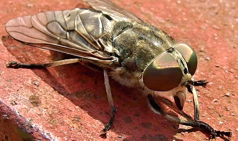 Опасные насекомые в России