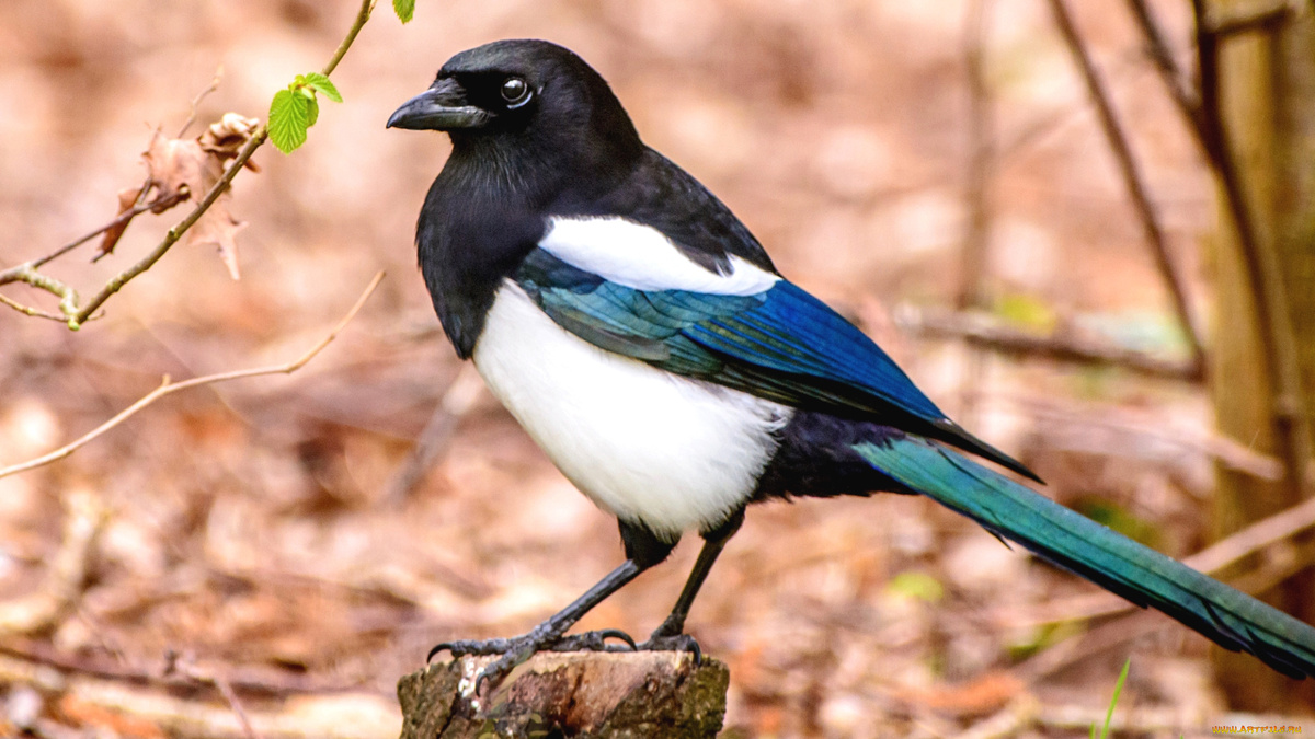 Фото с сайта: https://artfile.me/download/zhivotnye-pticy-soroka-836958/1920x1080