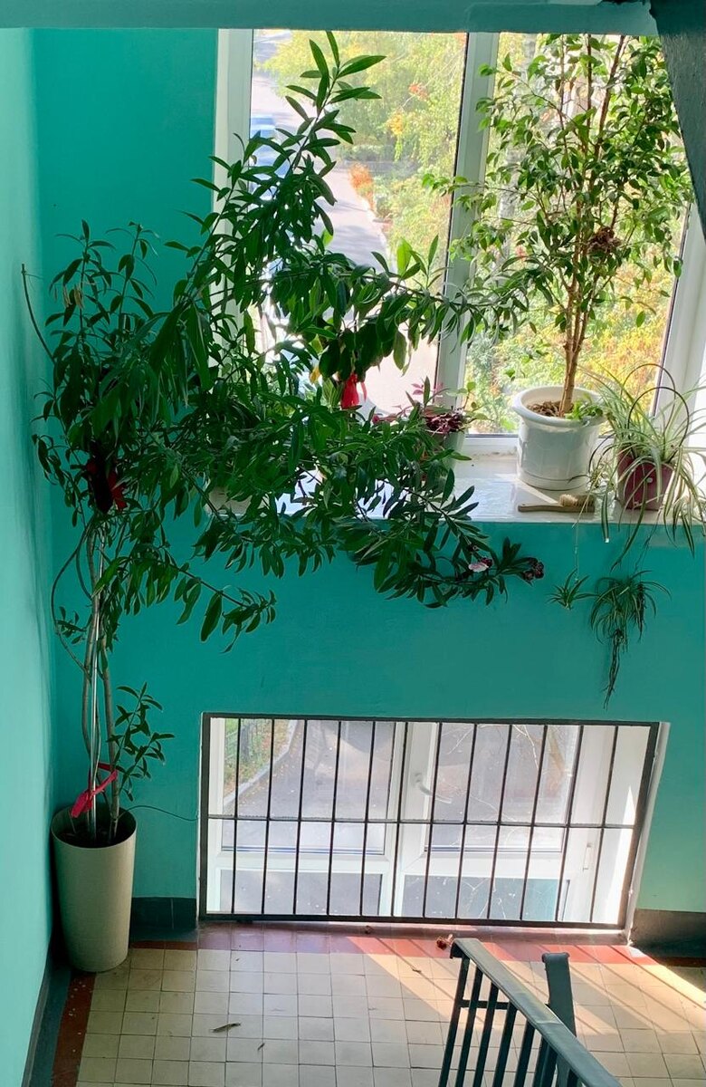 Вот так ютился Олеандр в подъезде 