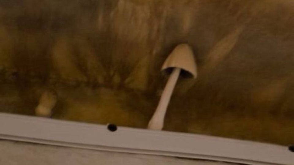    Грибы на потолке. Источник: t.me/onf_barnaul