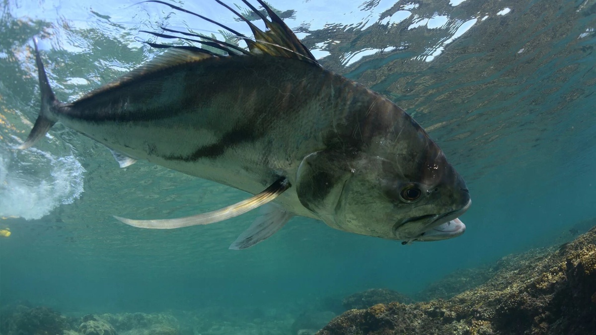 Фото с сайта: https://flyfishingcaribe.com/programa-detalle.php?lang=en&id=51