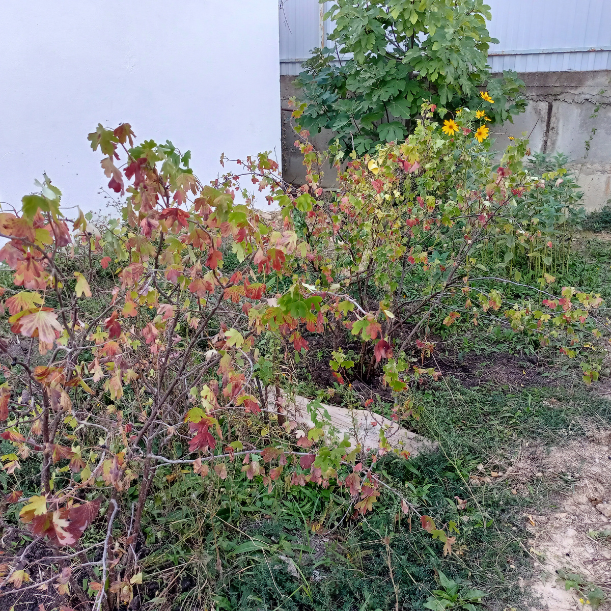 Смородина с покрасневшими листьями