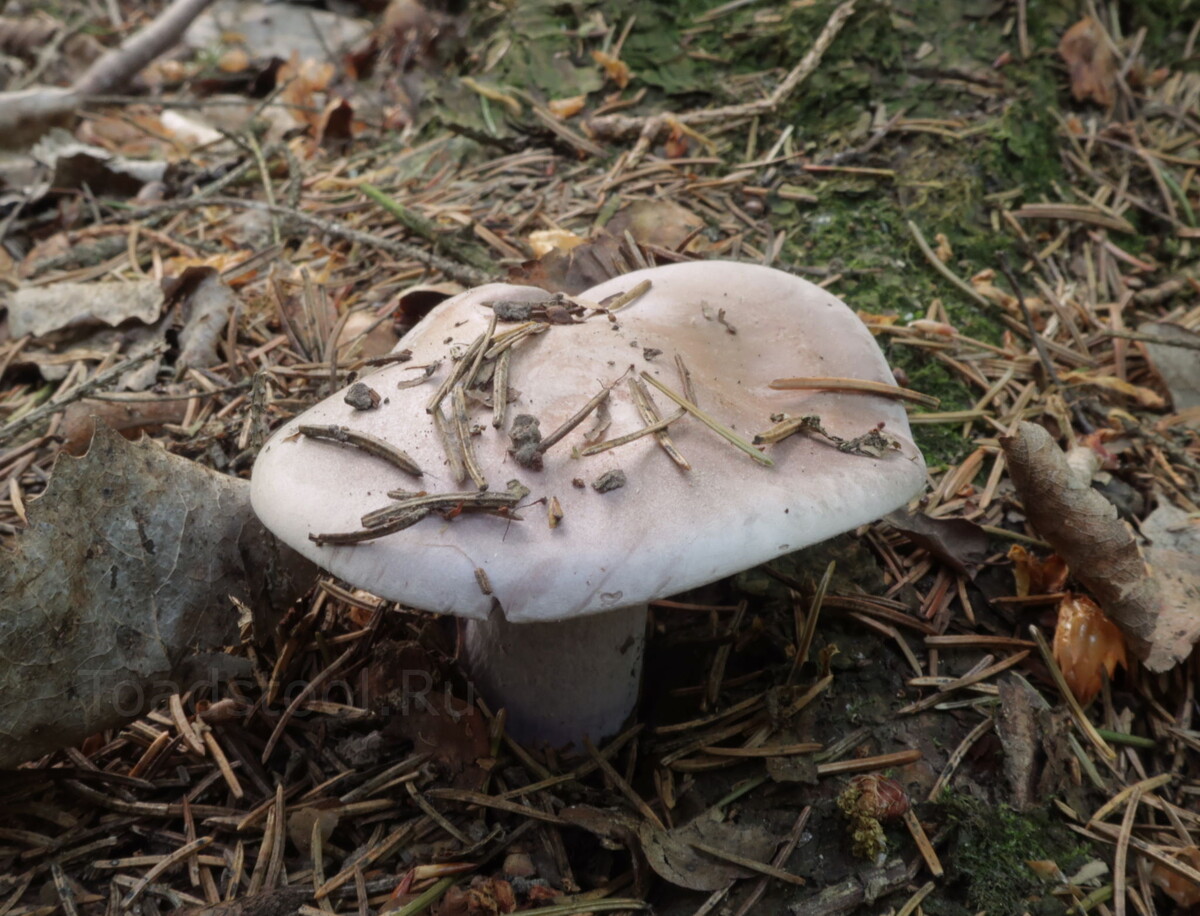 Вот такими должны быть фиолетовые рядовки! А не то что я сегодня принёс (фото И.Лебединского)