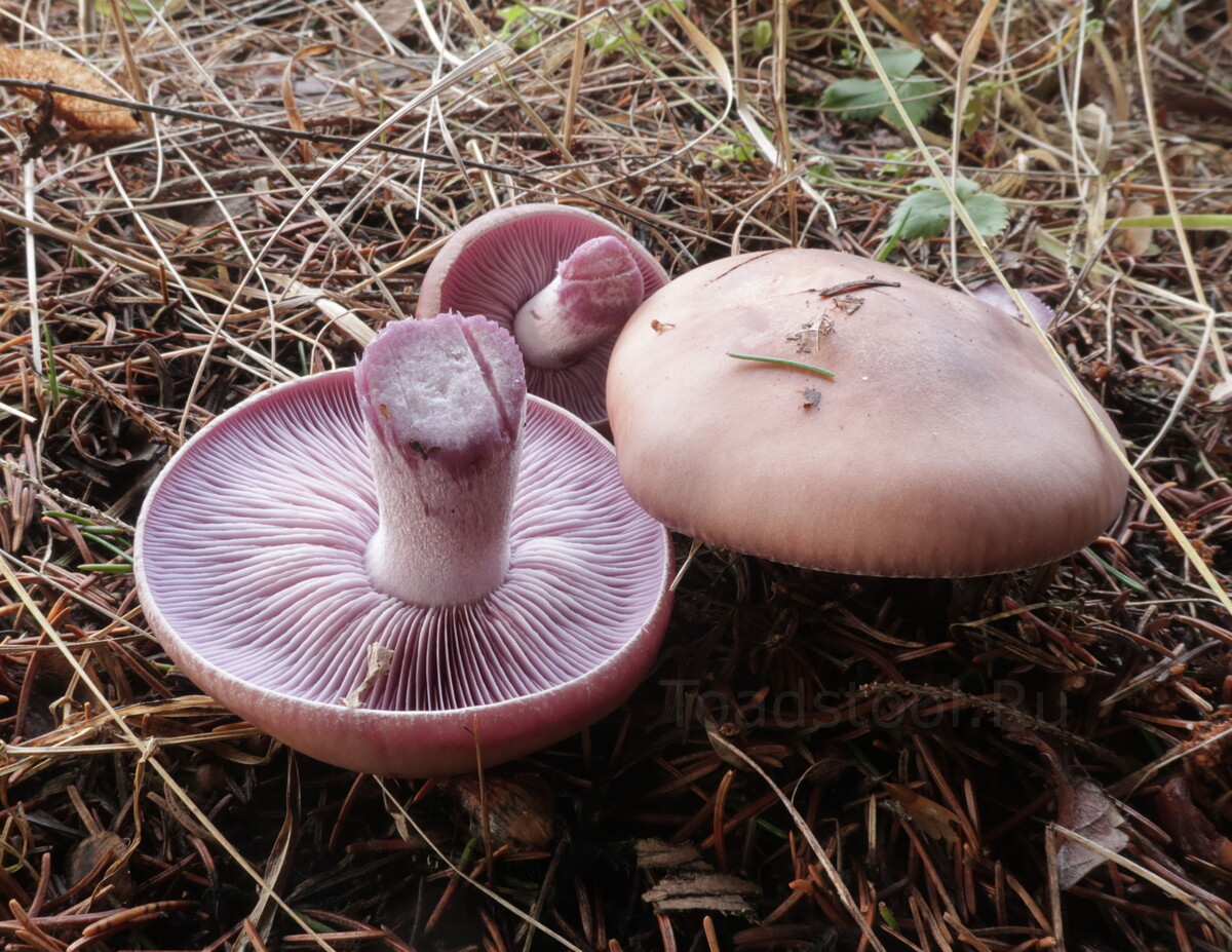 "Туда тоже можно" (фото И.Лебединского)