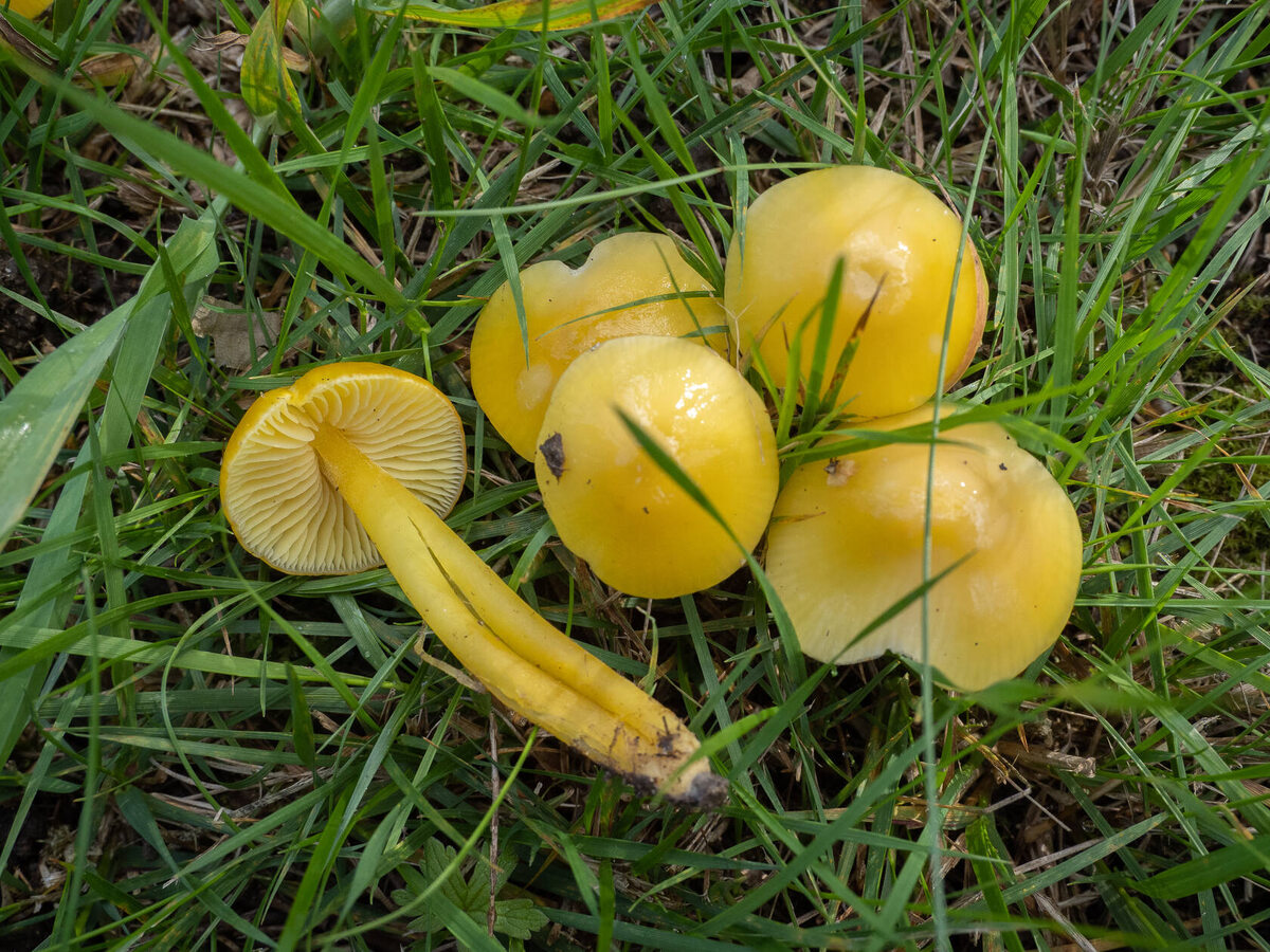 Вот это сдержанная милота - гигроцибе желто-зелёная. Там такого много; ссылка внизу (автор фото Mullvad)