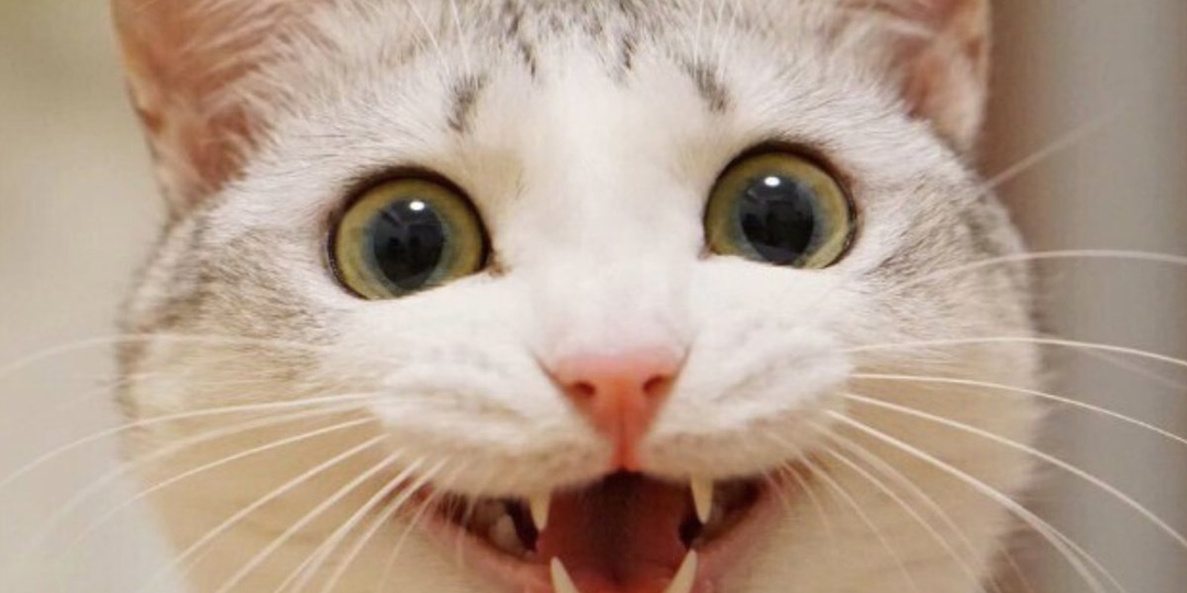 😻Кошка как личный психолог: как питомцы лечат стресс и тревогу