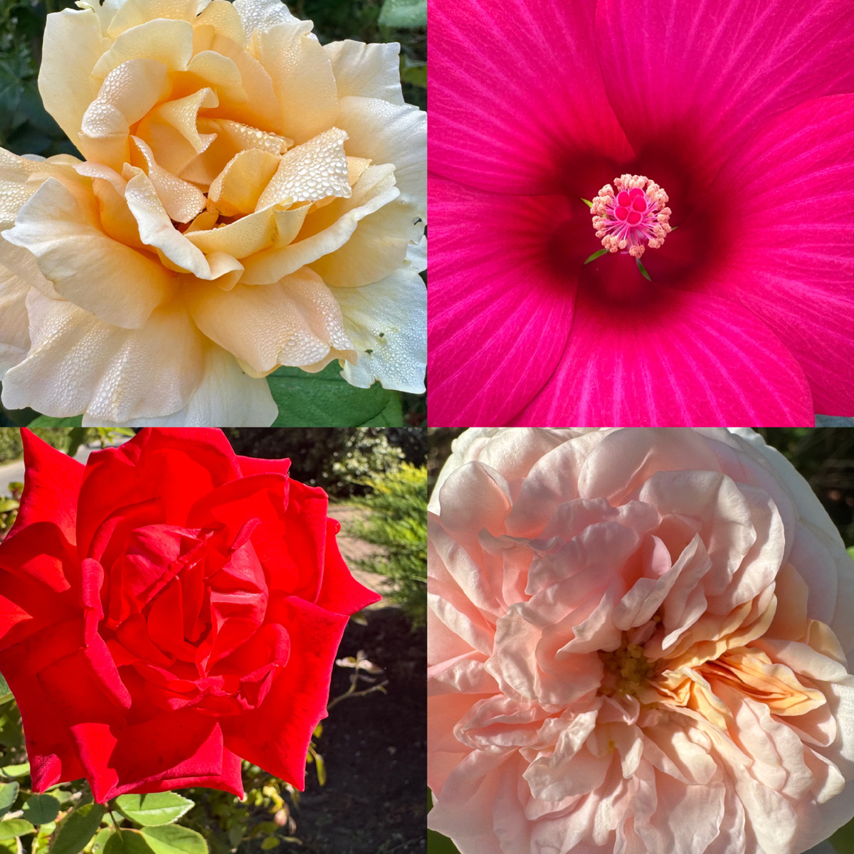 Фото цветов с осенних улиц Анапы 