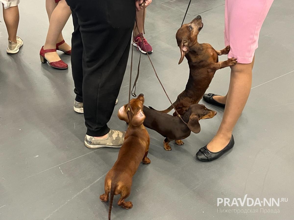    Выставка «Зоомир» проходит 4 и 5 октября