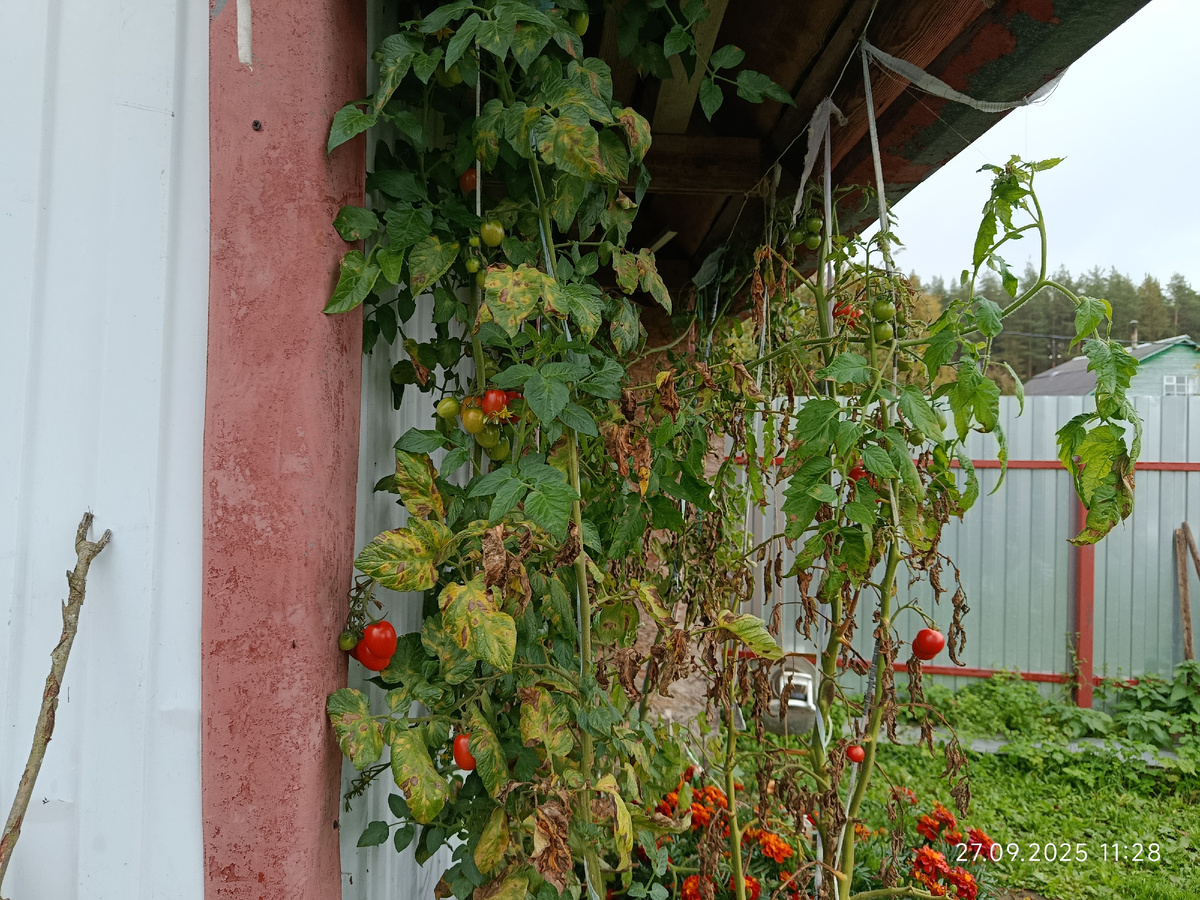 Черри кубовидный и Принц Боргезе