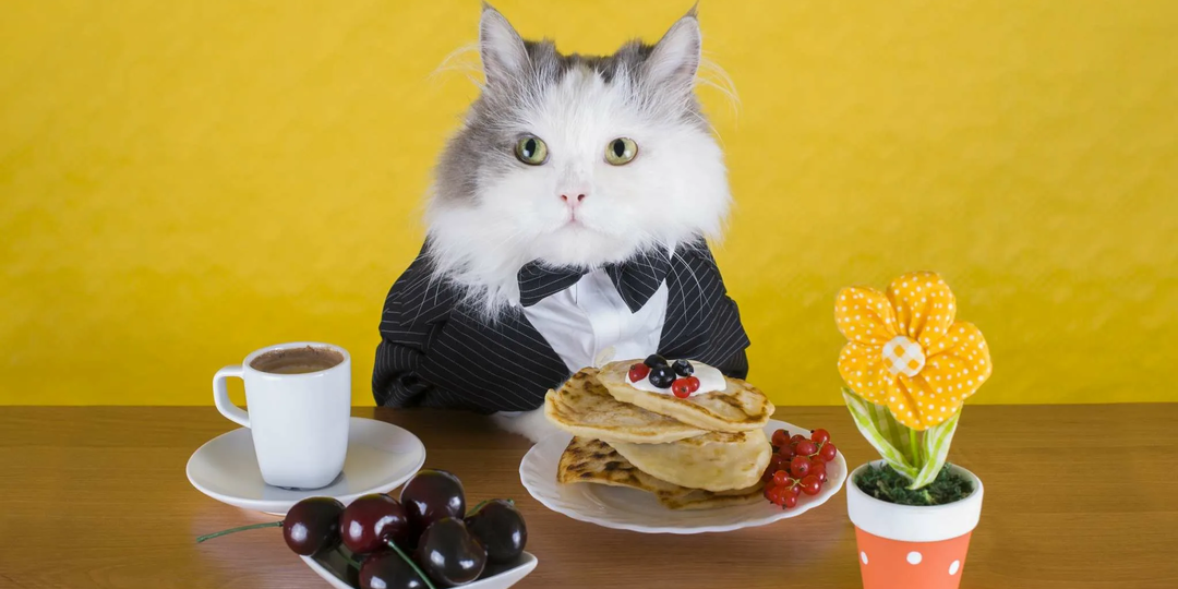 😾Чем нельзя кормить кошку (даже если она просит!)
