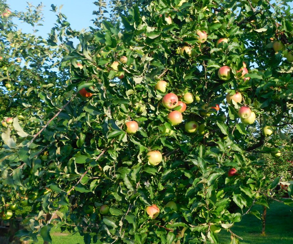 Урожай яблок при правильной обрезке. Фото автора